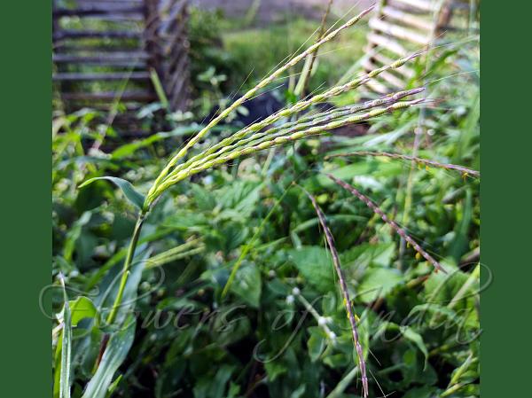 Thelepogon elegans - Elegant Rat-Tail Grass